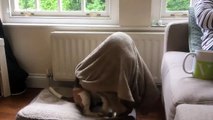 'Tuckered out'  beagle tucks herself into bed