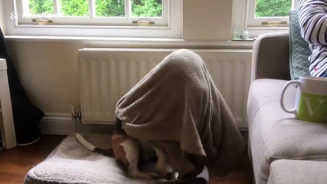 'Tuckered out' beagle tucks herself into bed