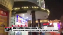 Grasshopper invasion of Las Vegas caused by sky beams, humid weather: experts