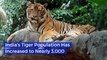 India's Tiger Population Is Now Actually Growing