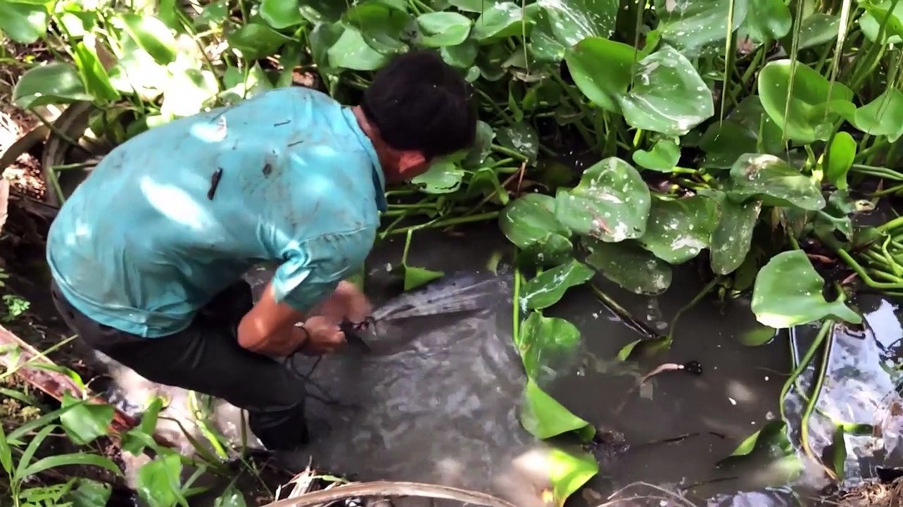 Thử lấy chài kéo hầm bỏ hoang lâu năm ai ngờ bắt toàn cá khủng