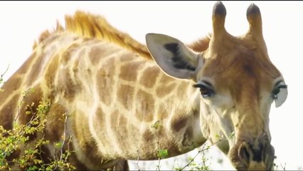 Life is Not Easy With The Lion King P1