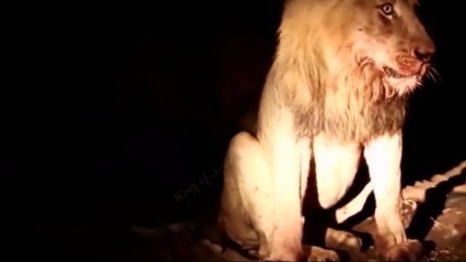 The Lion King! Lions Failed to Control Prey