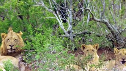 Wild Dogs vs Hyena Frantic Scramble Lion Cub