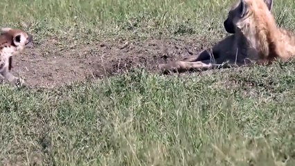 Wild Dogs vs Hyena Frantic Scramble Lion Cub