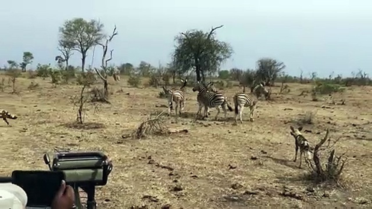 Wild Dogs To Be Terrified