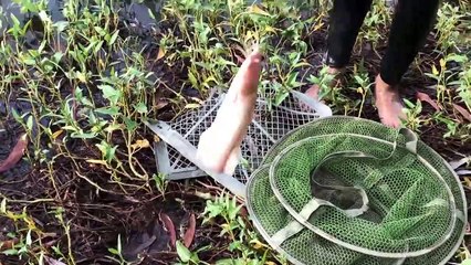 Bẫy lươn khủng thế thì con nào chạy thoát được