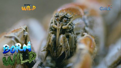 Born to Be Wild: Mud lobsters in Polillo, Quezon