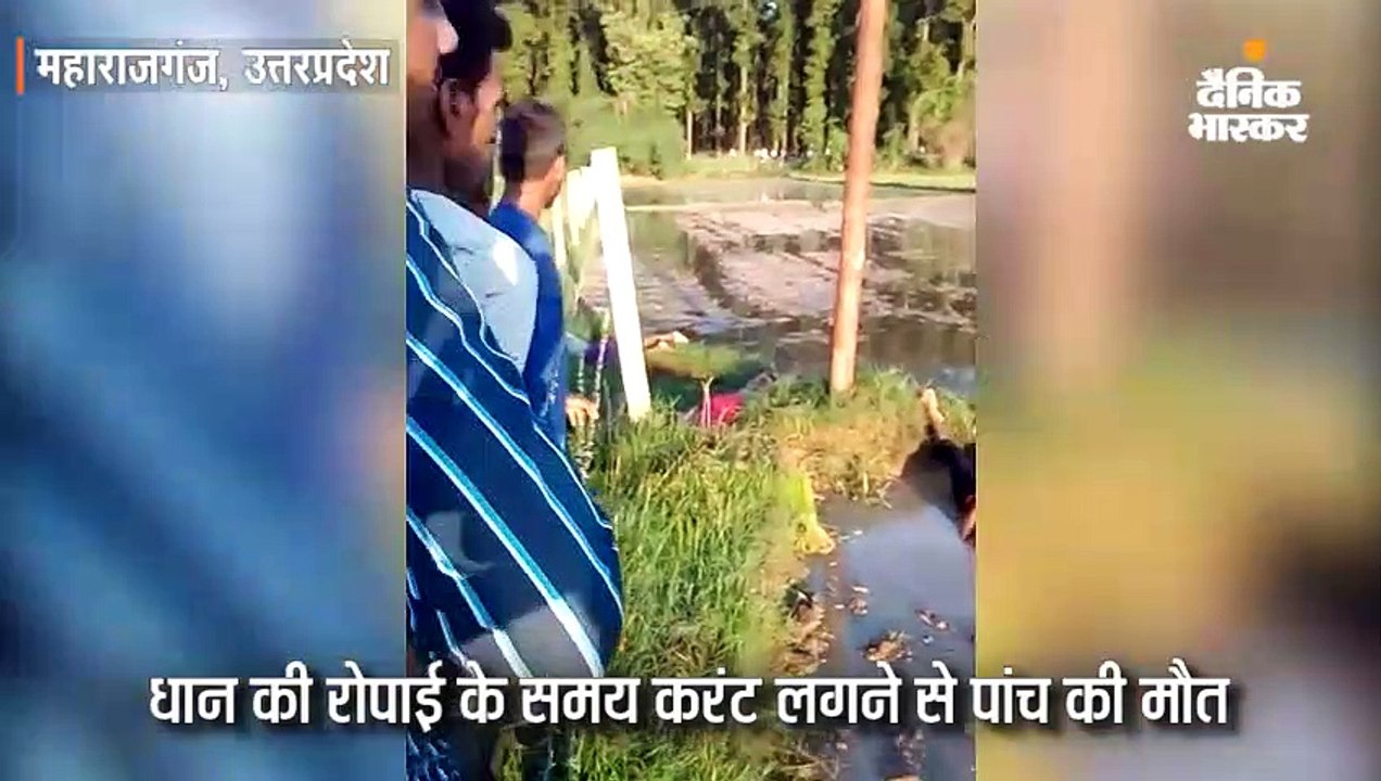 महाराजगंज में धान की रोपाई के समय करंट लगने से...