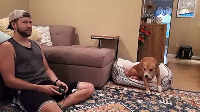 Quand ton chien fait tout pour que tu arrêtes les jeux vidéos...