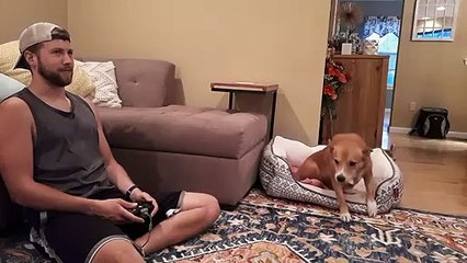 Quand ton chien fait tout pour que tu arrêtes les jeux vidéos...