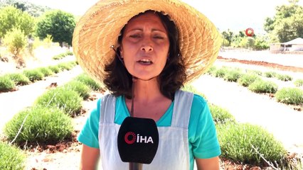 Kaş’ta lavanta yetiştiriciliği başladı