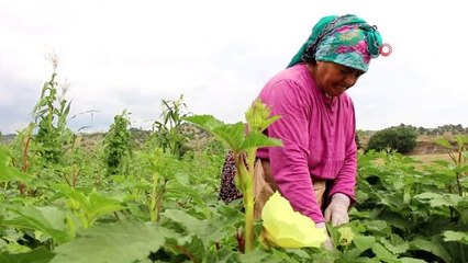 Amasya'nın tescilli 'çeyrek altın'ı: 'Çiçek Bamyası'