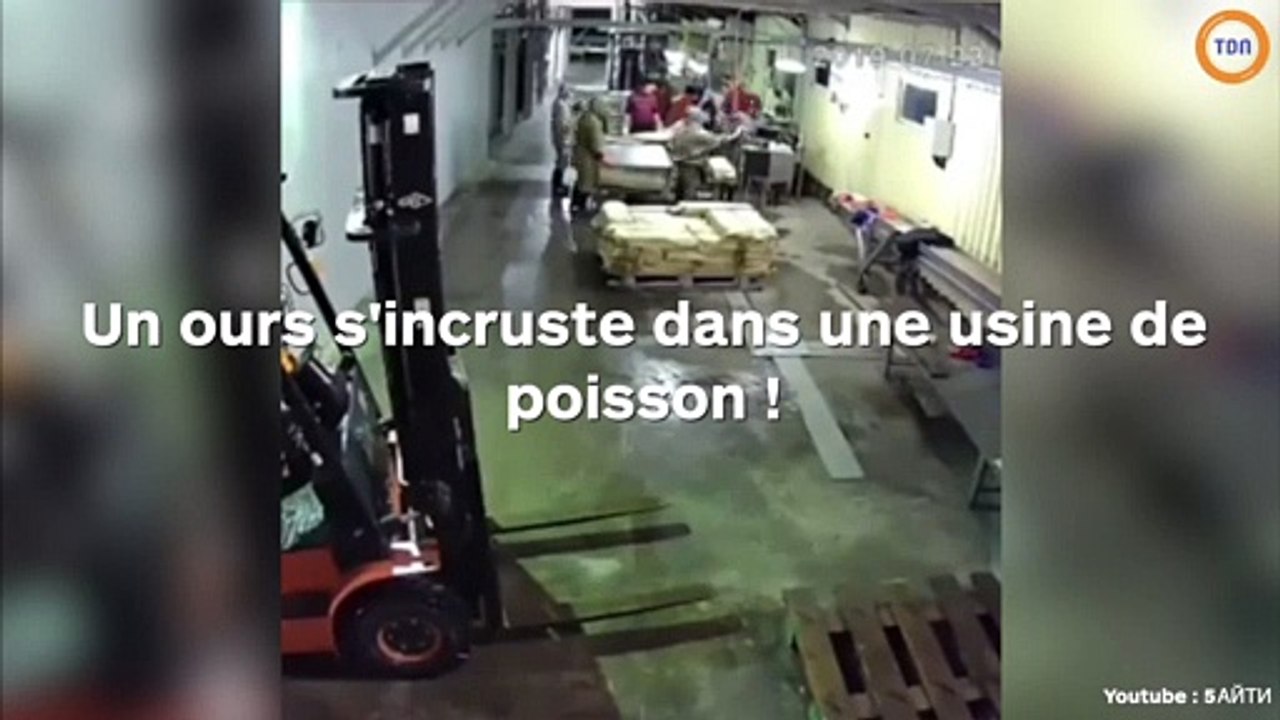 Un ours s'incriste dans une usine de poissons