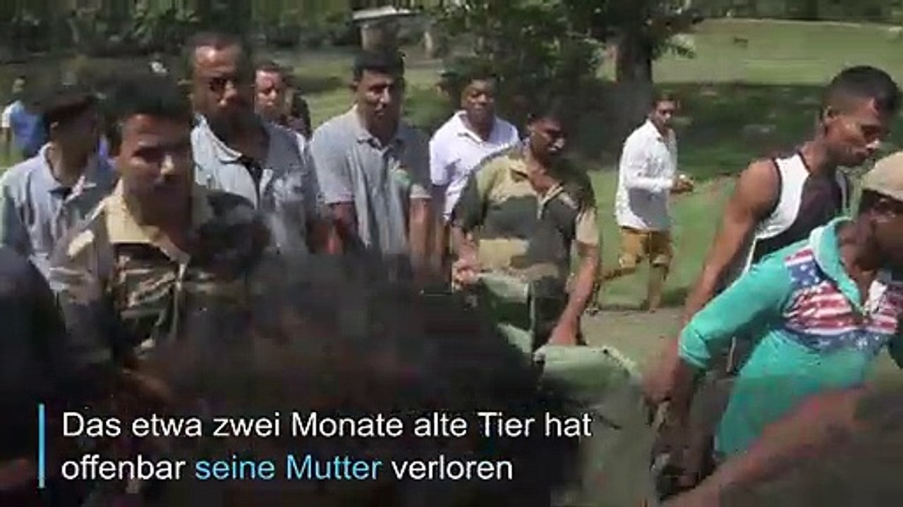 Nashorn-Baby aus Monsun-Fluten gerettet