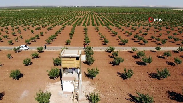 Antep fıstığı için gece gündüz silahlı nöbet