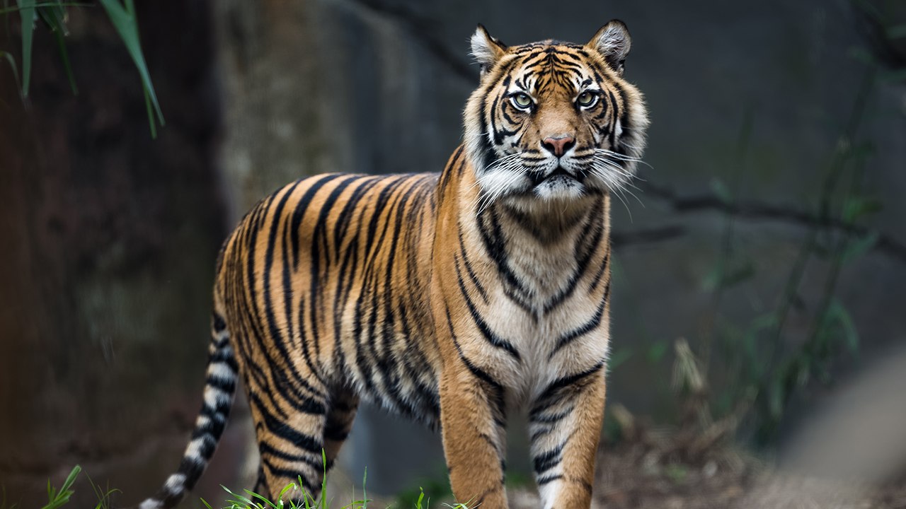 Indien: Tiger wird von Dorfbewohnern zu Tode geprügelt