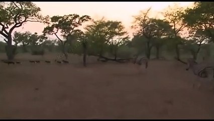 Zebra Make The Wild Dogs  ...