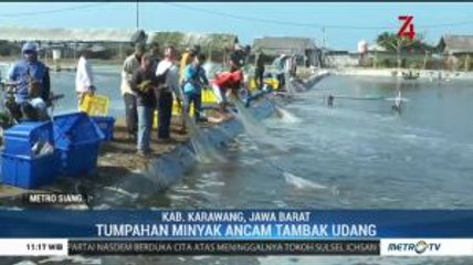 Air Tercemar, Petambak Udang Karawang Panen Lebih Awal