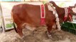 COW MANDI SOHRAB GOTH 2019 KARACHI - AFRIDI Cattle Farm - VIP TENTS - Episode – 11  in URDU HINDI