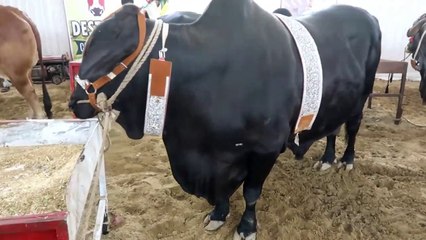 DESTINY CATTLE FARM - COW MANDI SOHRAB GOTH 2019 KARACHI - VIP Tents - Episode 17