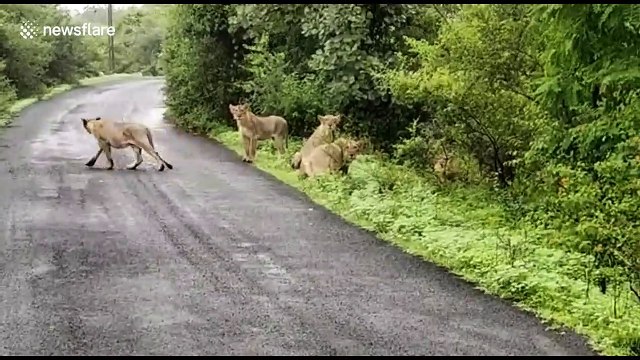 Indian farmer films pride of majestic lionesses crossing road