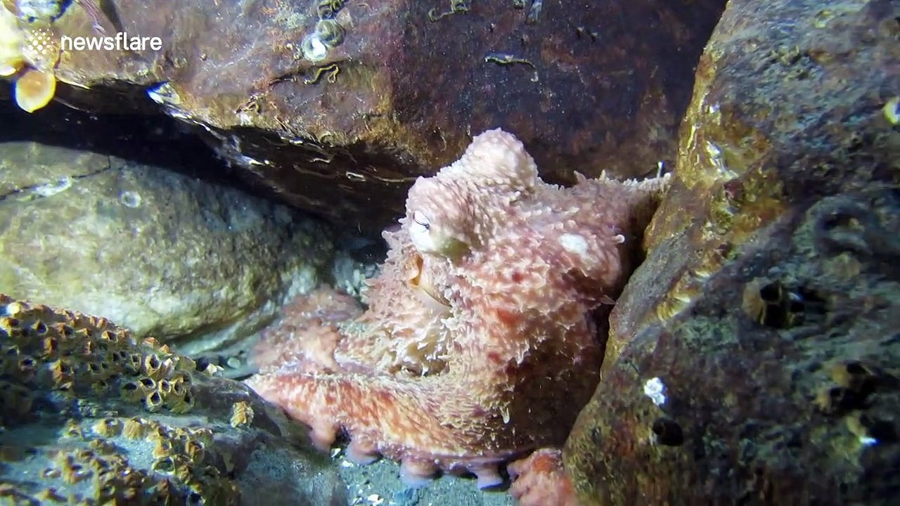 Giant octopus 'shakes hands' with diver off Washington coast