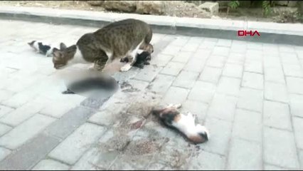 MERSİN YAVRU KEDİLERİ OTOMOBİLİ İLE EZDİ