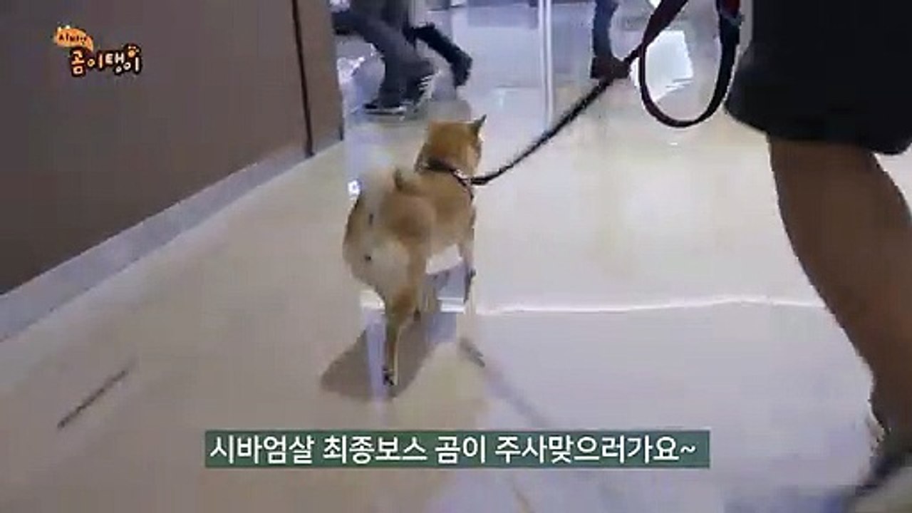 강릉출장안마 ☎{Ø1Øm7307v5207}♥{ 카톡SBS88 }【예v약ヌ금nO!】강릉출장안마 강릉출장마사지 -황제 강릉오피 강릉출장전문업소 강릉출장안마 =강릉콜걸