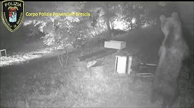 Brescia - Orso goloso vaga tra i boschi, ripreso grazie a trappola di miele (30.07.19)