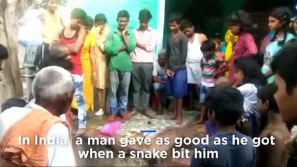 Man bites snake: Indian man retaliates after snake attack
