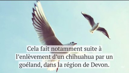 Les Anglais s’inquiètent de plus en plus de la recrudescence d’attaques de goélands