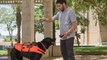 Remote control your dog with this vibrating vest