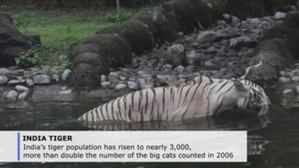 India tiger population rises to nearly 3,000