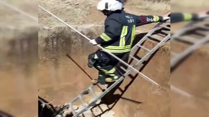 Su havuzuna düşen yavru domuzu itfaiye ekipleri kurtardı