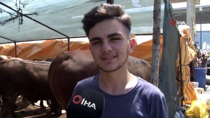 Kağıthane’de 1200 Kilogramlık Tosun 22 Bin Liraya Satıldı