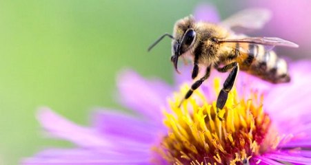 Türkiye'den gelen arı nedeniyle İngiltere'de alarm verildi