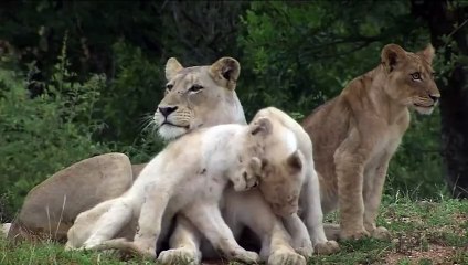 군산출장안마 ☎{Ø1Øm7307v5207}♥{ 카톡SBS88 }【예v약ヌ금nO!】군산출장안마 군산출장마사지 -황제 군산오피 군산출장전문업소 군산출장안마 =군산콜걸