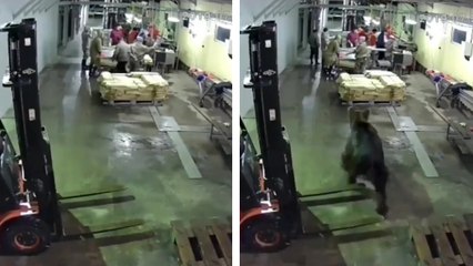 Un ours fait irruption dans une usine de poissons