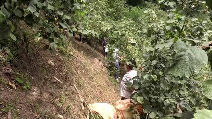 Ordu'da fındık hasadı erken başladı