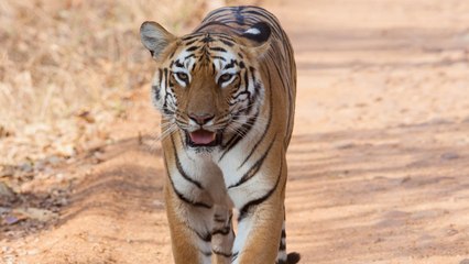 भारत में बाघों की संख्या दोगुनी, मध्यप्रदेश बना टाइगर स्टेट | वनइंडिया हिंदी