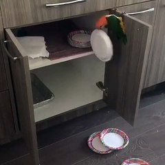 Bird Cleans out the Cupboards