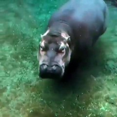 Cet hippopotame salut la caméra avec un sourire. Trop chou !