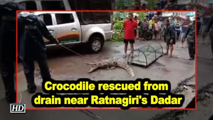 Crocodile rescued from drain near Ratnagiri's Dadar