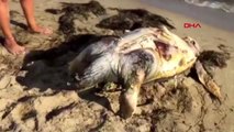 BALIKESİR Ayvalık sahiline ölü caretta caretta vurdu