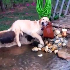 Ce Golden retrievers s'amuse d'une drôle de manière. Amusant !
