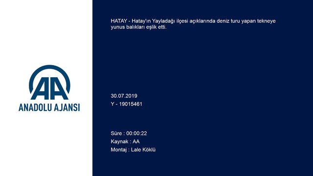 Tekneye yunus balıkları eşlik etti - HATAY