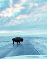 Un magnifique matin en Utah avec ce superbe bison. Admirez !