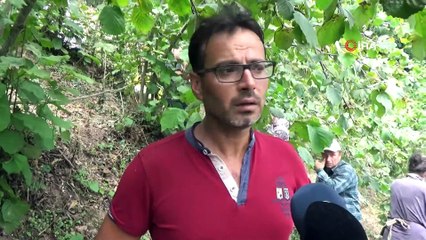 Ordu'da İlk Fındık Hasadı Başladı