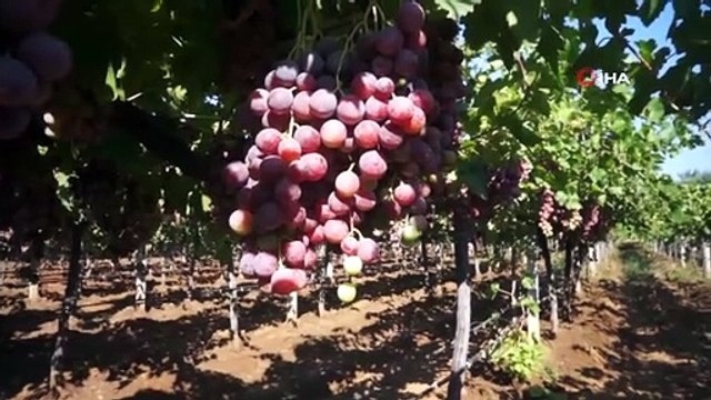 Sarıgöl ovasında üzüm türleri çoğaldı